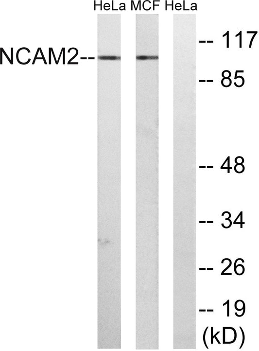 NCAM2 Rabbit Polyclonal Antibody