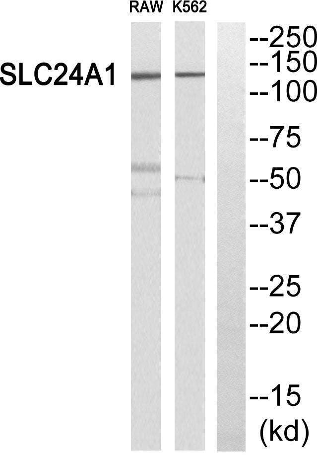 NCKX1 Rabbit Polyclonal Antibody