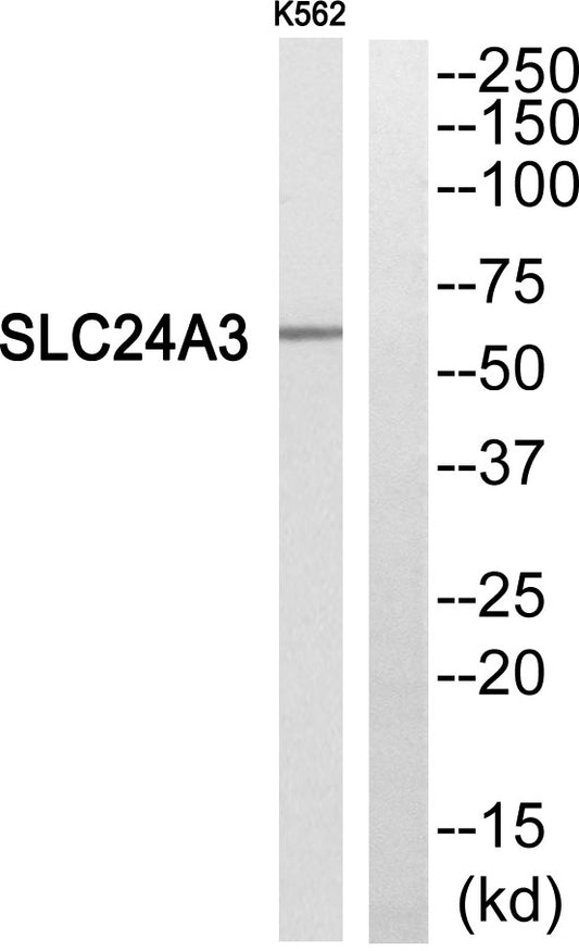 NCKX3 Rabbit Polyclonal Antibody
