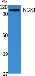 NCX1 Rabbit Polyclonal Antibody