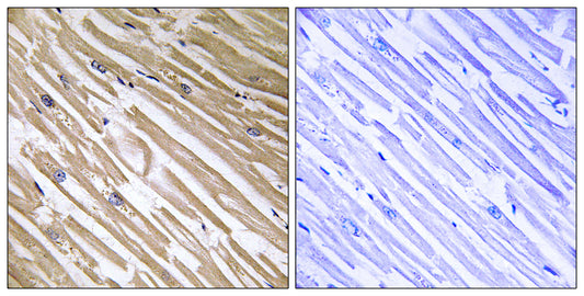 NDRG4 Rabbit Polyclonal Antibody