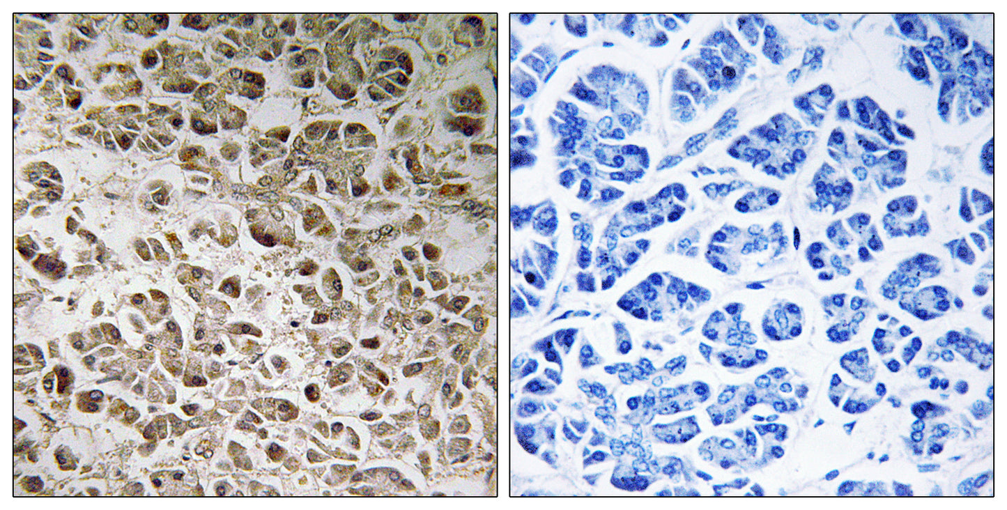 NDUFB1 Rabbit Polyclonal Antibody