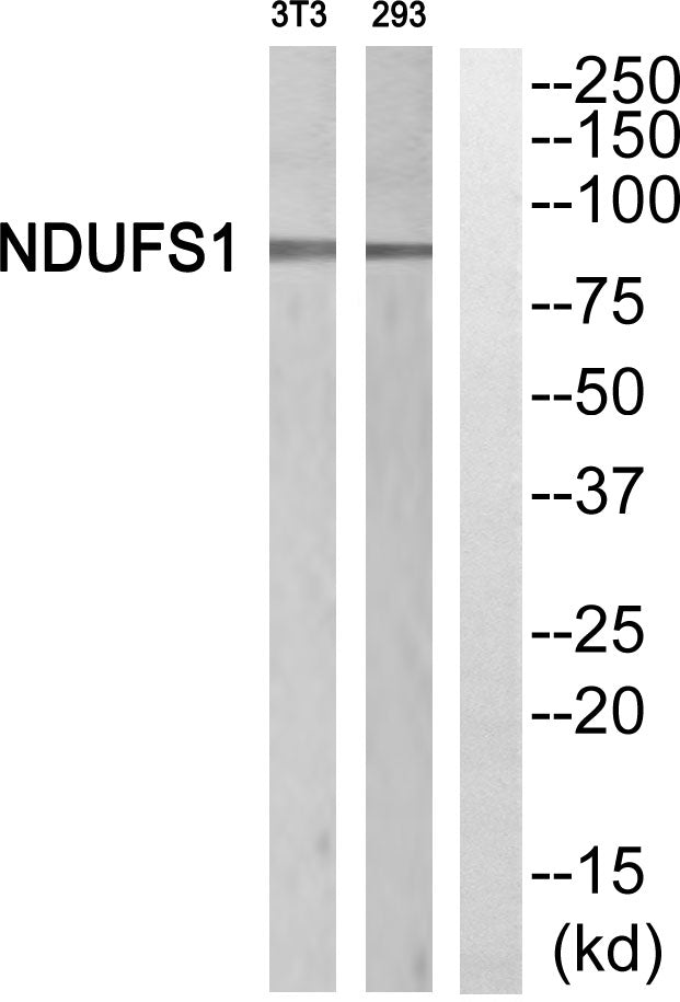 NDUFS1 Rabbit Polyclonal Antibody