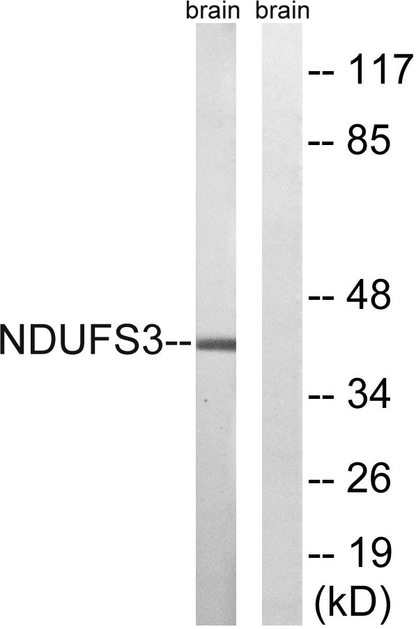 NDUFS3 Rabbit Polyclonal Antibody