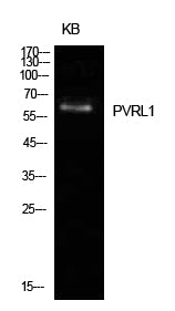 Nectin 1 Rabbit Polyclonal Antibody