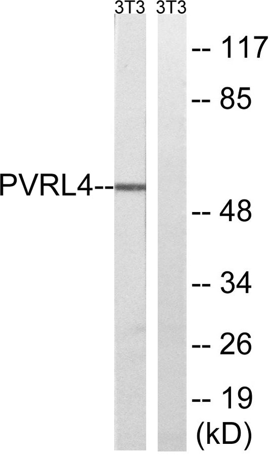 Nectin 4 Rabbit Polyclonal Antibody