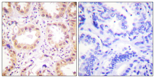 Neddylin Rabbit Polyclonal Antibody