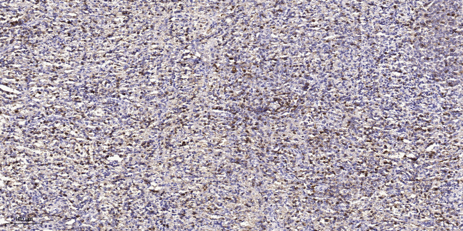Nek4 Rabbit Polyclonal Antibody