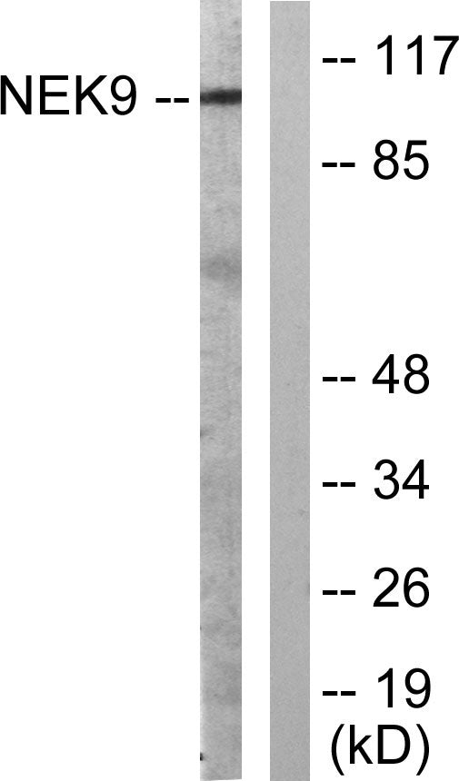 Nek9 Rabbit Polyclonal Antibody