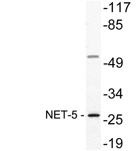 NET-5 Rabbit Polyclonal Antibody