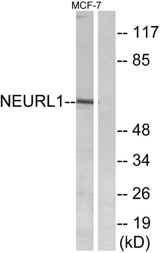 Neuralized-1 Rabbit Polyclonal Antibody