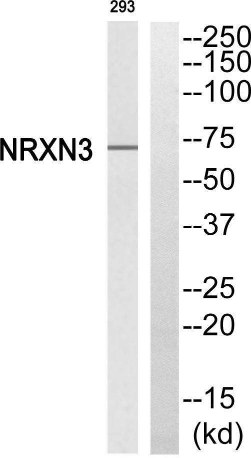 Neurexin IIIβ Rabbit Polyclonal Antibody