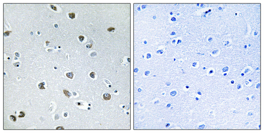 Neurexophilin-4 Rabbit Polyclonal Antibody