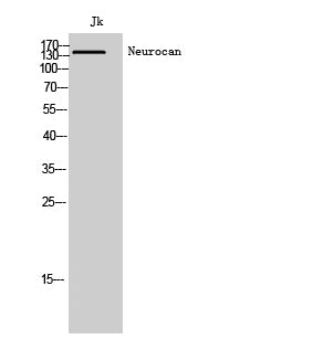 Neurocan Rabbit Polyclonal Antibody