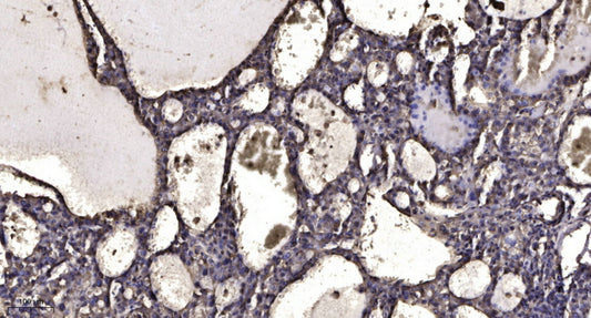 Neuron Navigator 1 Rabbit Polyclonal Antibody