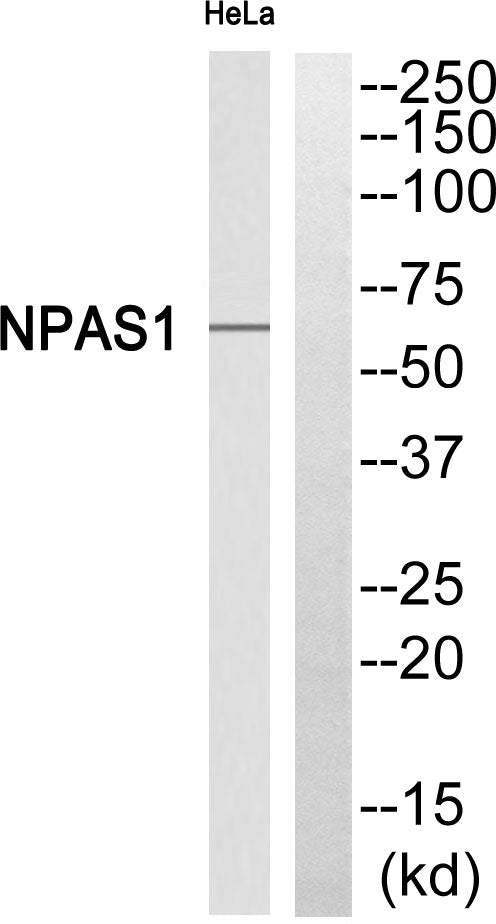 Neuronal PAS1 Rabbit Polyclonal Antibody
