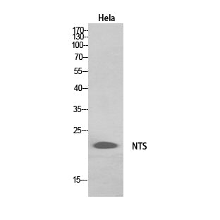 Neurotensin Rabbit Polyclonal Antibody