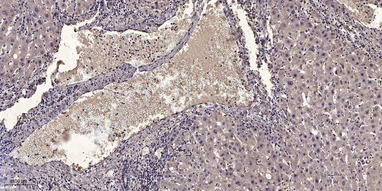 NFATc2IP Rabbit Polyclonal Antibody