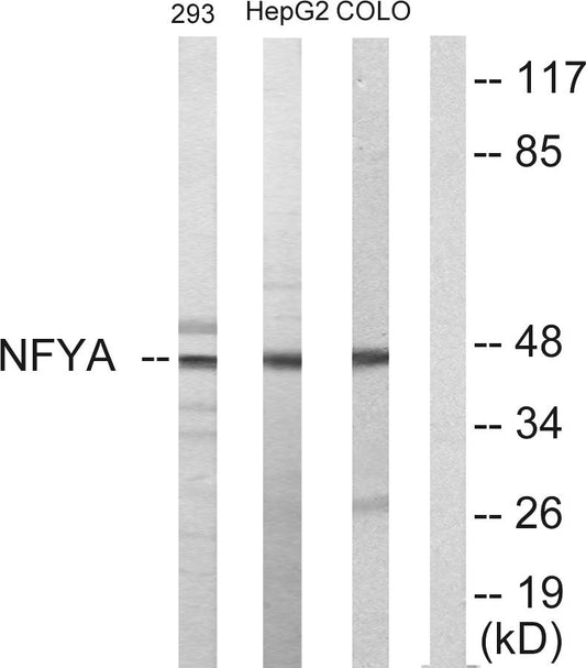NF-YA Rabbit Polyclonal Antibody