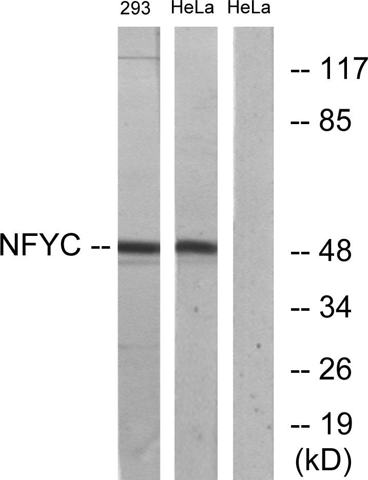 NF-YC Rabbit Polyclonal Antibody