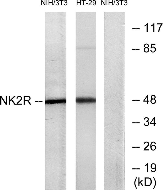 NK-2R Rabbit Polyclonal Antibody