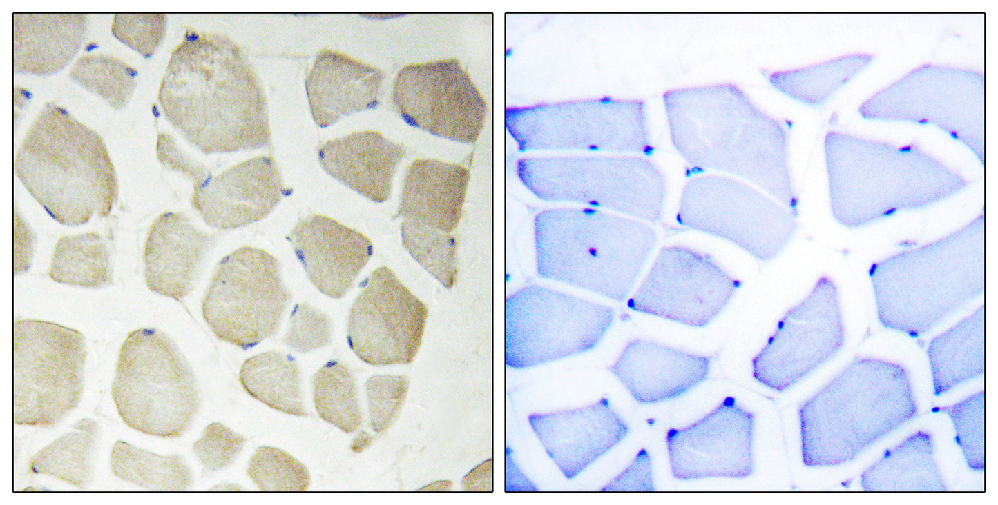 NKIAMRE Rabbit Polyclonal Antibody