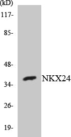 Nkx-2.4 Rabbit Polyclonal Antibody