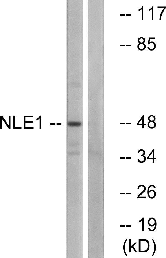 NLE1 Rabbit Polyclonal Antibody