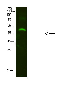 NMUR2 Rabbit Polyclonal Antibody