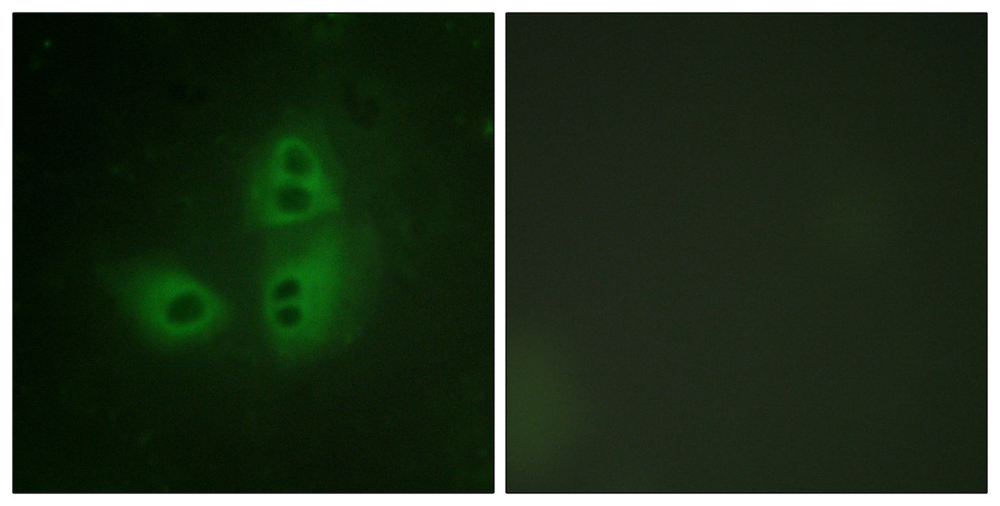 NOS1 Rabbit Polyclonal Antibody