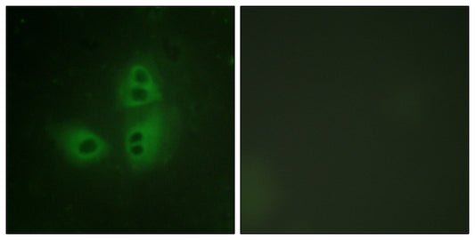 NOS1 Rabbit Polyclonal Antibody