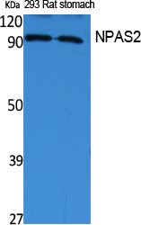 NPAS2 Rabbit Polyclonal Antibody