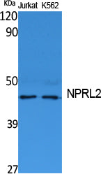 NPRL2 Rabbit Polyclonal Antibody