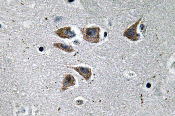 NPY Rabbit Polyclonal Antibody