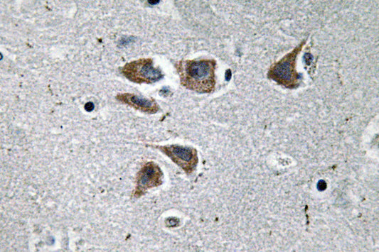 NPY Rabbit Polyclonal Antibody