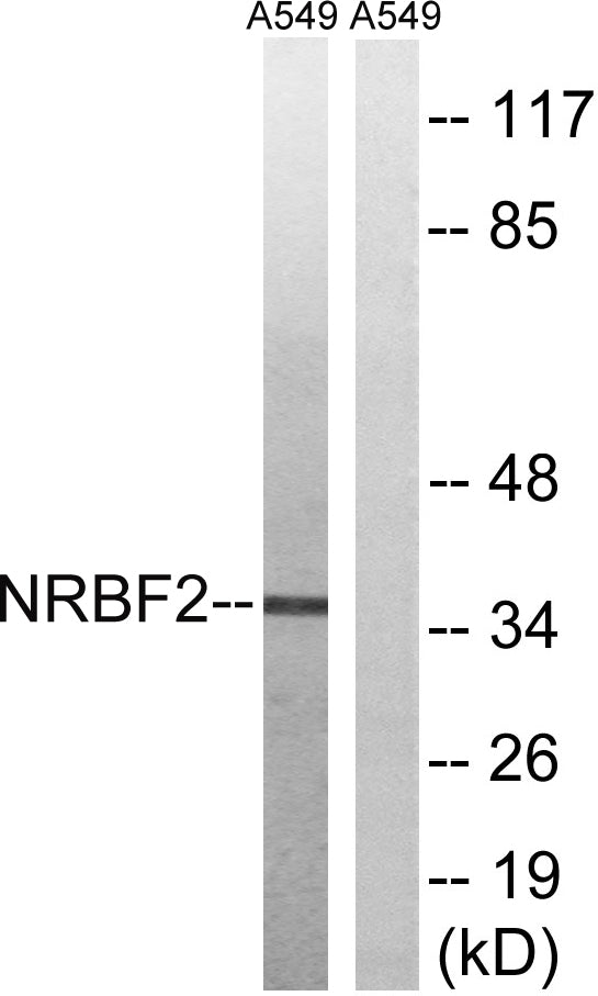 NRBF-2 Rabbit Polyclonal Antibody