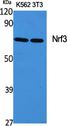 Nrf3 Rabbit Polyclonal Antibody