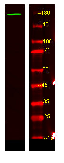 NRK Rabbit Polyclonal Antibody