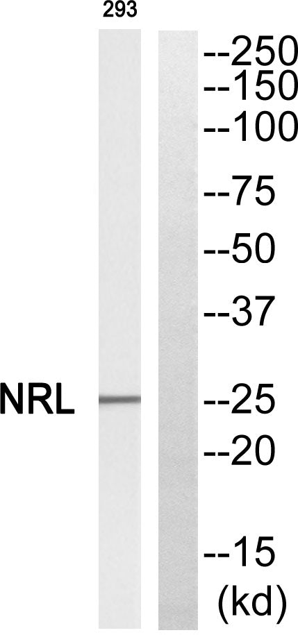 Nrl Rabbit Polyclonal Antibody