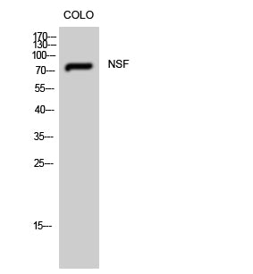NSF Rabbit Polyclonal Antibody