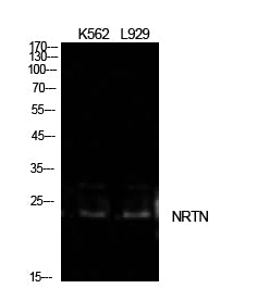 NTN Rabbit Polyclonal Antibody
