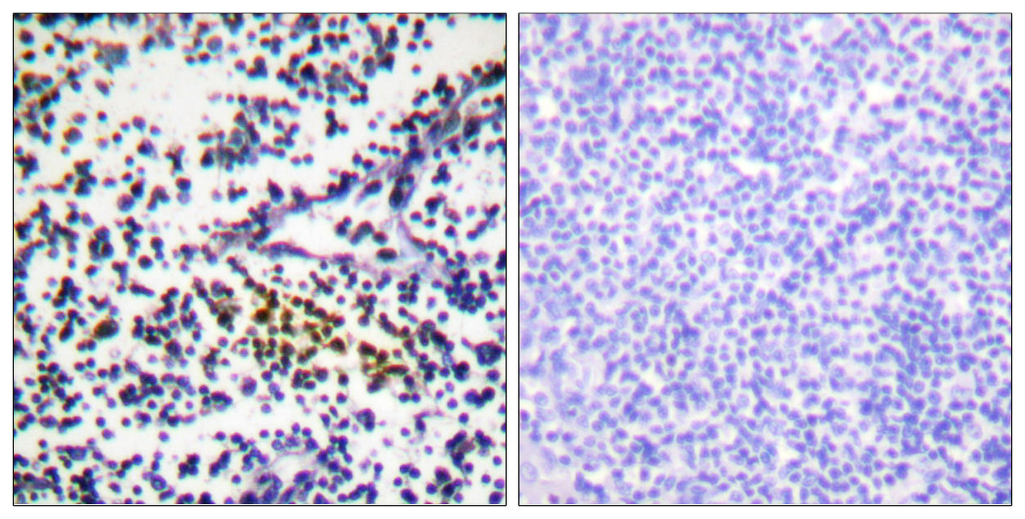 NUB1 Rabbit Polyclonal Antibody