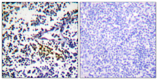 NUB1 Rabbit Polyclonal Antibody