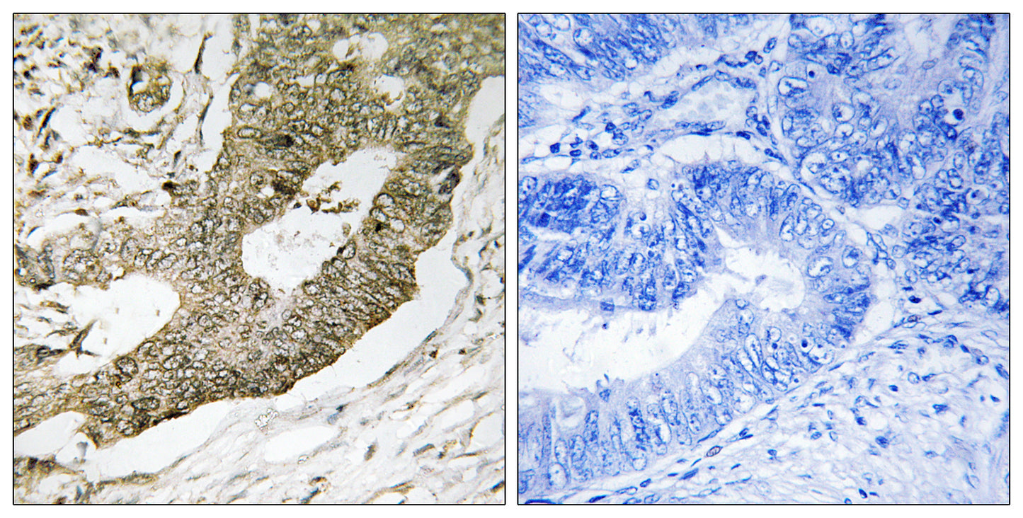 NUCKS Rabbit Polyclonal Antibody