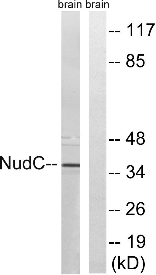 NUDC Rabbit Polyclonal Antibody