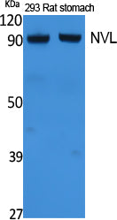 NVL Rabbit Polyclonal Antibody