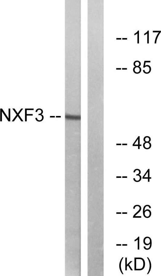 NXF3 Rabbit Polyclonal Antibody