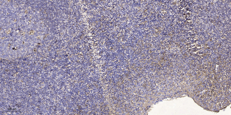 NY-REN-50 Rabbit Polyclonal Antibody