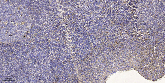 NY-REN-50 Rabbit Polyclonal Antibody