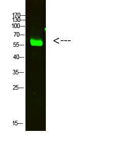 OASL Rabbit Polyclonal Antibody